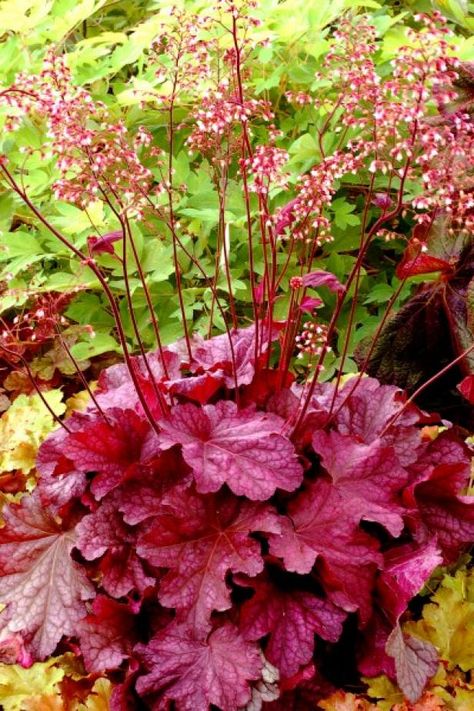 Coral Bells Plant, Coral Bells Heuchera, Hgtv Garden, Balcony Flowers, Coral Bells, Best Perennials, Shade Flowers, Front Landscaping, Shade Perennials