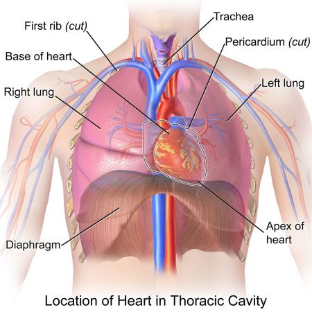 Anatomy/Cardiovascular System - Science Olympiad Student Center Wiki Thoracic Cavity, Anatomy Organs, Thoracic Vertebrae, Heart Pain, Tooth Cavity, Heart Location, Improve Nutrition, Nursing Books, The Patient