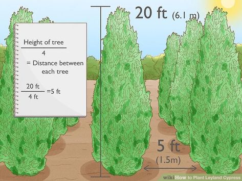 Leland Cypress Trees, Leland Cypress, Skip Laurel, Leyland Cypress Trees, Cypress Pine, Backyard Structures, Monterey Cypress, Leyland Cypress, Privacy Trees