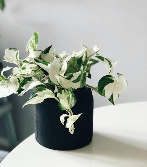 Tattoo Plant, Tanaman Pot, Tanaman Indoor, Plant Goals, نباتات منزلية, Ficus Elastica, Pothos Plant, Variegated Plants, Plant Aesthetic