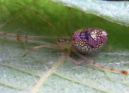 Mirror Spider, Spider Knight, Stained Mirror, Stained Glass Spider, Weird Insects, Glass Spider, Stained Glass Mirror, Funniest Photos