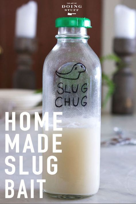 Have slugs? Me too. Are you using beer traps to catch them? DON'T! Beer is for drinking, not for catching slugs. Make your own DIY slug bait. Ground Bird Feeder, Slug Trap, Slug Repellant, Getting Rid Of Slugs, Slugs In Garden, Diy Pest Control, Natural Pesticides, Insect Spray, Garden Remedies