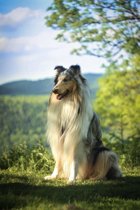 Rough Collie Pastor Collie, Blue Merle Collie, Sheepdog Puppy, Shetland Sheepdog Blue Merle, Rough Collies, Shetland Sheepdog Puppies, Sheltie Dogs, Puppy Grooming, Shetland Sheep