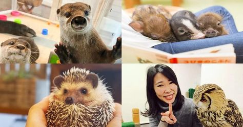 19 Animal Cafes in Tokyo With Adorable Animals Like Otters, Capybaras and Micropigs! - Klook Travel Blog Meguro City, Cafes In Tokyo, Animal Cafe, Cute Critters, Micro Pigs, Japan Map, Cat Fountain, Animal Experiences, Dog Cafe