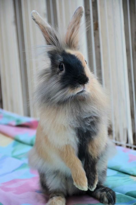 Lion Head Bunny, Lion Head Rabbit, Harlequin Holland Lop Bunnies, Harlequin Lop Rabbit, Double Mane Lionhead Rabbit, Harlequin Holland Lop, Lionhead Bunny, Lionhead Rabbit, Mini Lop