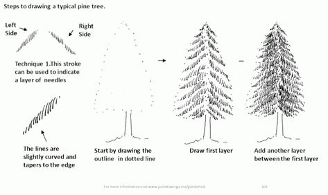 Pine Tree Reference Drawing, How To Sketch Pine Trees, Pine Line Drawing, How To Draw An Evergreen Tree, How To Draw Winter Trees, Pine Tree Pen Drawing, Pine Tree Ink Drawing, How To Draw Pine Trees Step By Step, How To Draw A Pine Tree