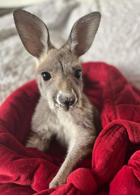 Kangaroo pictures Kangaroo Fursona, Kangaroo Aesthetic, Kangaroo Cute, Bat Women, Kangaroo Drawing, Kangaroo And Joey, Animal Types, Eastern Grey Kangaroo, Grey Kangaroo