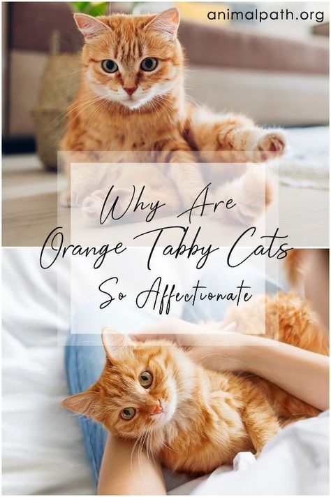 What makes orange tabby cats so affectionate? Orange Cats Funny, Amber Tabby Cat, Orange Tabby Tattoo, Orange Tabby Kittens, Orange Cat Aesthetic, Cat Tattoos Ideas, Cats Tattoo Ideas, Orange Tabby Cat Drawing Cute, Orange Tabby Cats Kittens