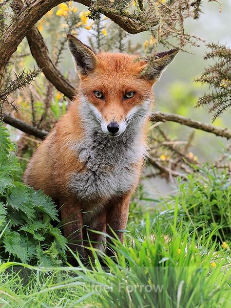 Red Fox at the British Wildlife Centre - Fox Nails Short Yellow, Yellow Nails Short, Short Yellow Nails, Scottish Animals, Life Reference, Felting Inspiration, Animal Photography Wildlife, Vulpes Vulpes, Forest And Wildlife