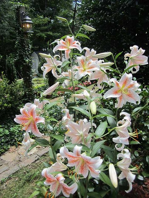 Salmon Star Oriental Lily Lilies Aesthetic, Lillies Flowers, Lilly Garden, Asian Lilies, Star Plant, Star Lily, Lily Plant, Lilies Flowers, Lilly Flower