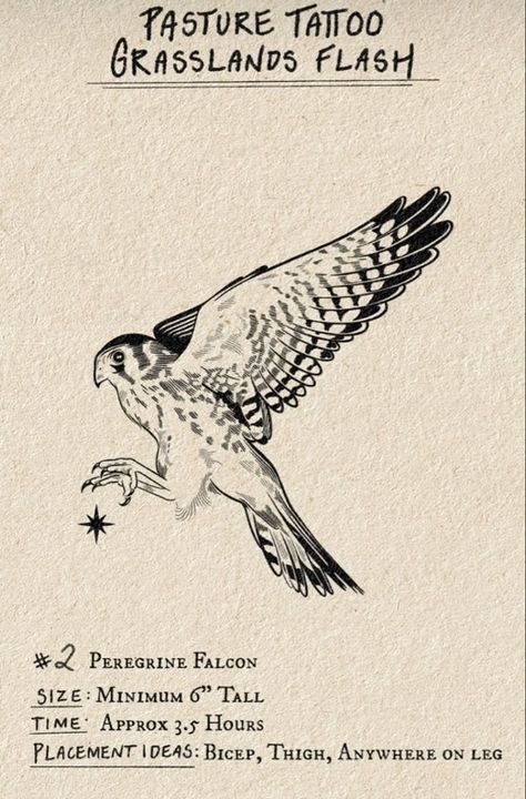 Peregrine Falcon Tattoo Design, Sparrowhawk Tattoo, Peregrine Tattoo, Peregrine Falcon Tattoo, Kestrel Tattoo, Loon Tattoo, Bird Of Prey Tattoo, Falcon Drawing, Falcon Tattoo