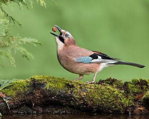 Eurasian Jay Bird, English Woodland, Eurasian Jay, Spiritual Images, Jackdaw, Jay Bird, British Wildlife, Kinds Of Birds, Bird Drawings