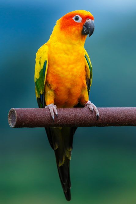 With a long lifespan of up to 30 years, Sun Conure is a good choice for your new family pet. Sun Conure Parrot, Conure Bird, Hydrangea Wall Art, Hydrangea Wall, Birds Images, Conure Parrots, Sun Conure, Grey Parrot, Bird Care