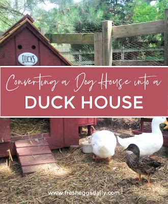 House For Ducks, Dog Igloo, Duck House Plans, Converted Shed, Duck Pens, Duck Coop, Cedar Shingle Roof, Raising Ducks, Wooden Dog House