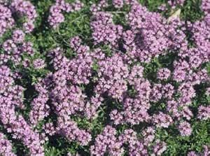 Perennial Ground Cover, Creeping Thyme, Creeping Phlox, Covered Garden, Ground Cover Plants, Perennial Garden, Planting Herbs, Deep Pink, Apple Tree