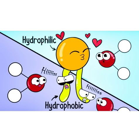 Phospholipid bilayer - hydrophobic and hydrophillic. #cell membrane Cell Biology Memes, Microbiology Humor, Phospholipid Bilayer, Biology Jokes, Biology Memes, Teaching Memes, Learn Biology, Biology Humor, Nerdy Humor