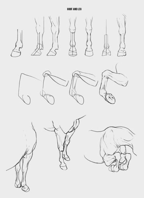 Horse Anatomy Drawing, Horse Drawing Reference, Horse Draw, Horse Drawing Tutorial, Drawing Horses, Horse Animation, Horse Art Drawing, Horse Sketch, Horse Anatomy