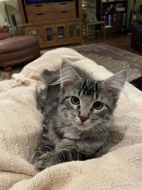 Silver Tabby Kitten, Grey Tabby, Cute Donkey, Tabby Cats, Tabby Kitten, Heart Warming, Tabby Cat, Farm Animals, Mist