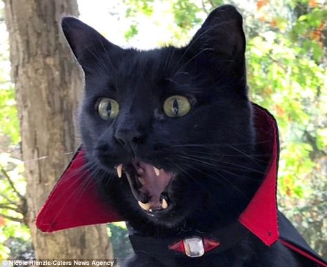 Vampire Cat, Funny Cat Compilation, Chat Halloween, Cat Themed Gifts, A Black Cat, Cat Costumes, Anime Cat, Cat Aesthetic, Pet Costumes