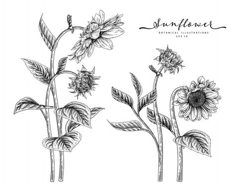 Sketch floral decorative set. sunflower ... | Premium Vector #Freepik #vector #floral #flower #ornament #leaf Sunflower Line Art, Sunflower Drawings, Hur Man Ritar Blommor, Sunflower Sketches, Illustration Botanique Vintage, Sunflower Illustration, White Sunflower, Sunflowers And Roses, Hand Drawn Elements