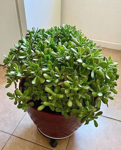 Jade Plant Pruning, Jade Plant Care, Jade Plant, Household Plants, Plant Care Houseplant, Succulent Garden Diy, Inside Plants, Indoor Plant Care, Growing Plants Indoors