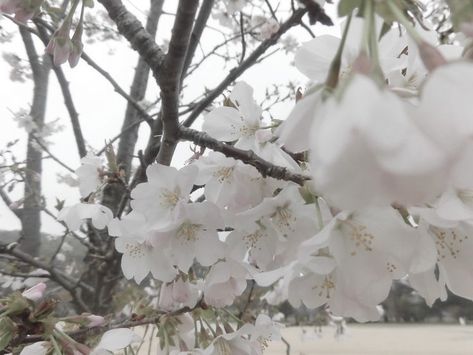 White Soft Aesthetic, Soft White Aesthetic, Rose Core, L Wallpaper, Soft Pink Theme, Beautiful Trees, Japan Aesthetic, Flower Therapy, Flowers Nature