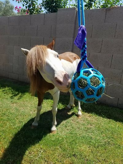 Donkey Toys, Toys For Horses, Animal Enrichment, Horse Farm Ideas, Diy Horse Barn, Horse Barn Ideas Stables, Horse Toys, Paddock Paradise, Horse Barn Designs