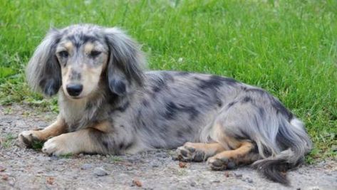 21 Dachshunds With The Most Beautiful Coat Patterns. The Last One… WOW. - The Paws Silver Dapple Dachshund, Daschund Puppies, Dachshund Breed, Brown Dachshund, Dachshund Puppies For Sale, Dog Anatomy, Miniature Dachshunds, Dapple Dachshund, Dog Grooming Business