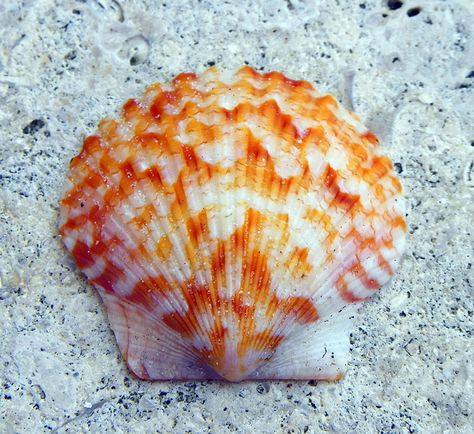 Orange scallop shell. Sea Invertebrates, Pretty Shells, Ocean Shells, Beautiful Shells, Molluscs, Seashell Painting, Ocean Treasures, She Sells Seashells, Snail Shell