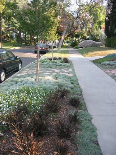 Dymondia margaretae (at right) makes an excellent steppable groundcover in full sun. Streetside Landscaping, Grass Substitute, Parkway Landscaping, Strip Garden, Sidewalk Garden, Sidewalk Ideas, Sidewalk Landscaping, Xeriscape Front Yard, Blue Fescue