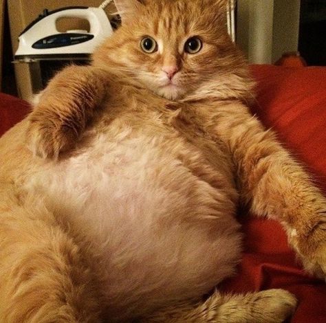 ⚜Cat My Boss⚜ on Instagram: “🐝🥇” Fluffy Orange Cat, Funny Orange Cat, Obese Cat, Cute Fat Cats, Fat Orange Cat, Fluffy Kittens, Silly Cats Pictures, Orange Cats, Fat Cat