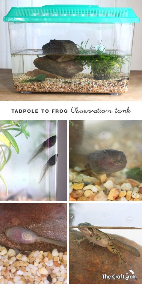 Setting up a tadpole to frogs observation tank Tadpole Tank, Tadpole To Frog, Classroom Pets, Class Pet, Frog Theme, Frog Life, Kindergarten Science, Preschool Science, Homeschool Science