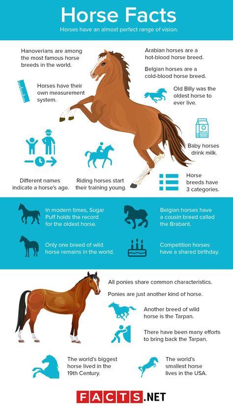 80 Interesting Horse Facts You Probably Never Knew About Horse Facts For Kids, Interesting Facts About Horses, Belgian Horse, Rare Horse Breeds, Horse Age, Male Horse, Female Horse, Horse Lessons, Horse Information