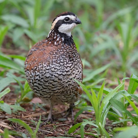 Georgia State Game Bird Bobwhite Quail (partridge) Bob White Quail, Healthcare Art, Bobwhite Quail, State Birds, Georgia State, Game Birds, Partridge, Bird Photography, Art Blog