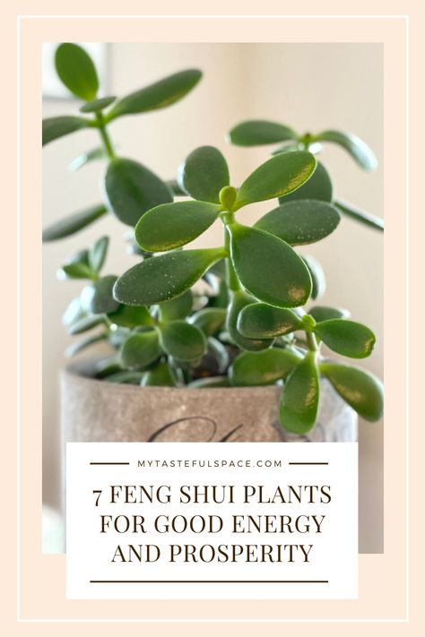 7 Plants that bring prosperity to your home; where to place them and how to care for them. #fengshui #fengshuiplants #goodfengshui #indoorplants #bestindoorplants #goodenergy #prosperityplants #lowmaintenanceplants Types Of Ivy, Jade Plant Care, Feng Shui Plants, Easy Indoor Plants, Feng Shui Principles, Lucky Plant, Jade Plant, Crassula Ovata, Best Indoor Plants