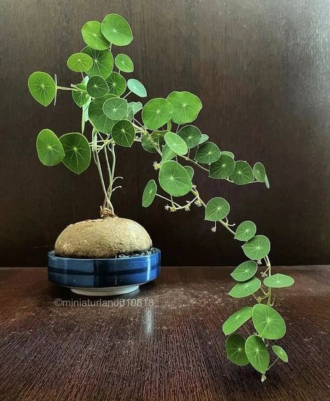 Stephania erecta (potato plant), decorative. Stephania Erecta, Photo Tag, Growing Greens, My Wish List, Plant Projects, Pretty Plants, Diy Plants, Plant Collection, Plant Lady