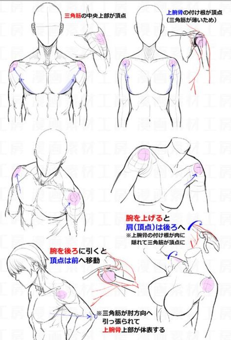 Drawing Anime Bodies, Female Anatomy Reference, Anatomy Tutorial, Human Anatomy Drawing, Body Drawing Tutorial, Manga Drawing Tutorials, Anatomy Sketches, Drawing Faces, Body Reference Drawing