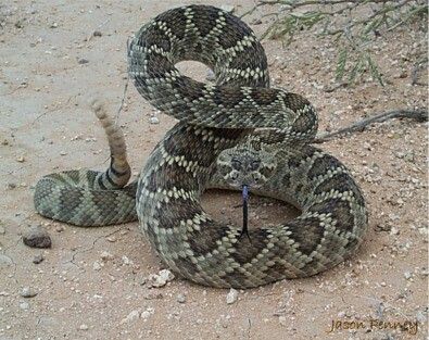 Mojave Green Rattlesnakes (Crotalus scutulatus) are mainly active from April through September. If you see one, it is best to admire from a distance! Snake Hissing, Mojave Rattlesnake, Rattlesnake Bites, Rattle Snake, Snake Venom, Reptile Snakes, Wal Mart, Beautiful Snakes, Desert Life