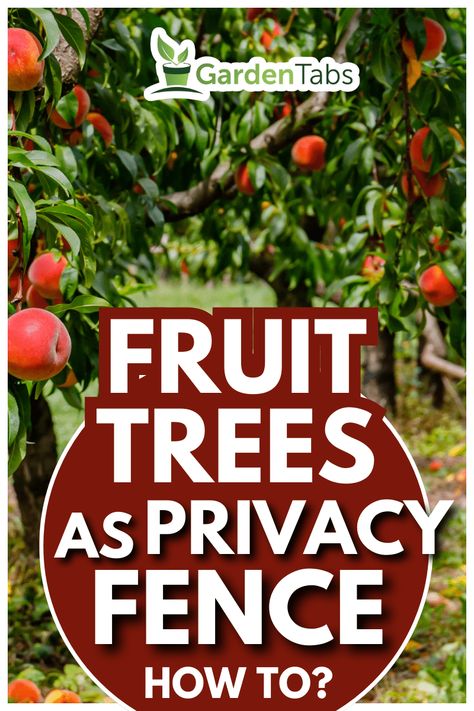 Fruit Trees As Privacy Fence - How To? Vegetable Growing Cheat Sheet, Trees For Privacy, Espalier Fruit Trees, Tree Fence, Shrubs For Privacy, Fruit Bearing Trees, Hawthorn Tree, Plant Ties, Yucca Plant