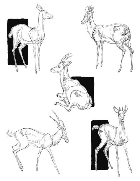 How To Draw Animals, Deer Drawing, Doodle Characters, Draw Animals, Drawing Animals, Posca Art, Animal Doodles, Animal Study, Sketch Inspiration