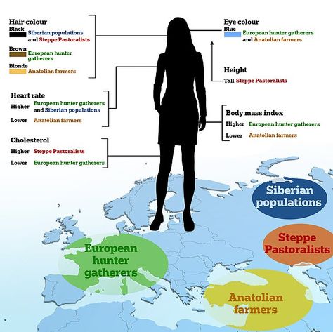 European make-up: Present day Europeans owe their blue eyes to hunter gatherers and their blonde hair to Anatolian Neolithic farmers, a new study suggests. Scientists looked at how the ancient mixing of ancestries has helped shape our bodies today (pictured) Mesolithic Age, Tartu Estonia, Dna Genetics, Human Migration, Geography Map, Human Evolution, Hunter Gatherer, Today Pictures, European Culture