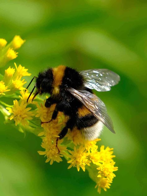 Bumble Bee Symbolism, bumblebee, meaning of bumblebee Bee Playing Violin, Bees On Flowers Photography, Insects On Flowers, Cute Bee Aesthetic, Bumble Bee Symbolism, Bumblebee Photography, Bumble Bee On Flower, Bee Pics, Bee Symbolism