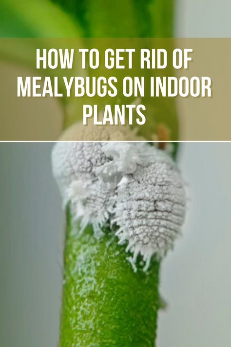 Do you know how to Get Rid of Mealybugs? Mealybugs are soft-bodied, sap-sucking insects. Here are five of the best ways to get rid of mealybugs. 🐜 😁 How To Get Rid Of Mealy Bugs On Plants, Mealy Bugs How To Get Rid Of, Mealybugs How To Get Rid, Get Rid Of Mealy Bugs, Bugs On Plants, Grow Seeds, Mealy Bugs, House Flipping, Lunar Moon