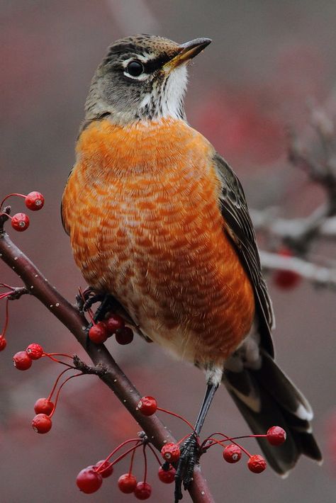 Robin Bird Tattoos, Robin Tattoo, American Robin, Bird Tattoo, Robin Bird, Pet Bird, Button Art, Backyard Birds, Bird Pictures