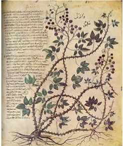 Blackberry Briar معرض فني, Plant Study, Illustration Botanique, Medieval Manuscript, Scientific Illustration, Botanical Drawings, Old Book, Medieval Art, Illuminated Manuscript