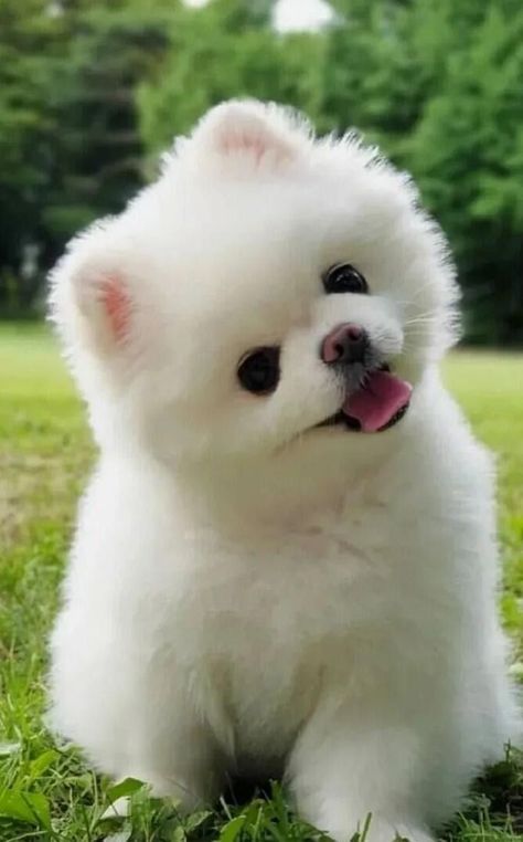 This is what a second chance can do for a dog. Cute Pomeranian Puppies, Anjing Poodle, Cute Fluffy Dogs, Cute Teacup Puppies, Cute Dog Wallpaper, Cute Dogs Images, Very Cute Puppies, Toy Poodle Puppies, Puppies Cute