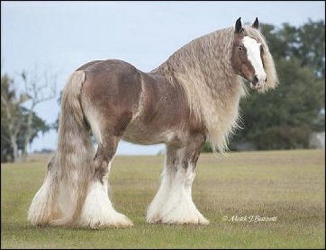 Bullet. Silver bay Gypsy Vanner stallion | Still Horse Crazy After ... Silver Bay, Clydesdale Horses, Big Horses, Horse Wallpaper, Most Beautiful Horses, Majestic Horse, All The Pretty Horses, Clydesdale, Draft Horses