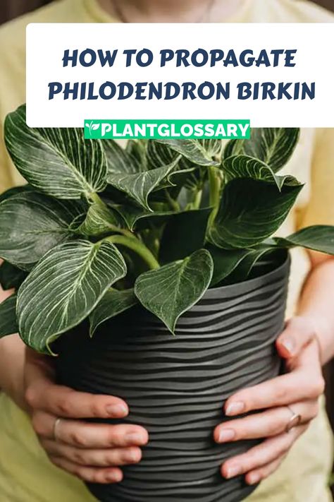 How to Propagate Philodendron Birkin Philodendron Birkin Propagation, Types Of Philodendron Plants, Propagating Philodendron, Propagate Philodendron, Philodendron Types, Birkin Plant, Philodendron Birkin, Air Layering, Philodendron Plant