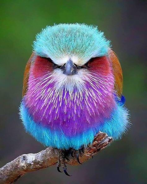 The beautiful yet feisty Lilac-breasted roller bird, Africa’s most colorful bird #animals #nature #birds #kenya Unusual Birds, Cat Nature, Lilac Breasted Roller, Colourful Birds, Regnul Animal, Monkey Baby, Most Beautiful Birds, Animale Rare, Rare Animals