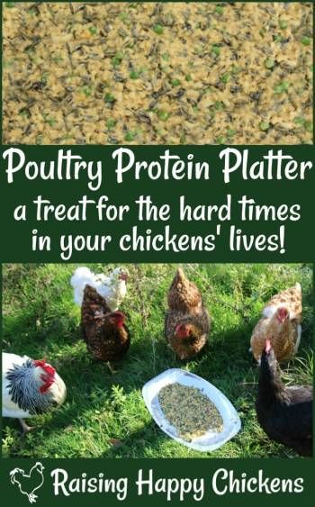 High protein foods can be good for your chickens when they need an extra boost. Here's a recipe they'll love: a Protein Poultry Platter! Chicken Feed Recipes, Food For Chickens, High Protein Chicken, Urban Chicken Farming, High Protein Foods, Backyard Chicken Farming, Chicken Health, Chicken Treats, Raising Backyard Chickens